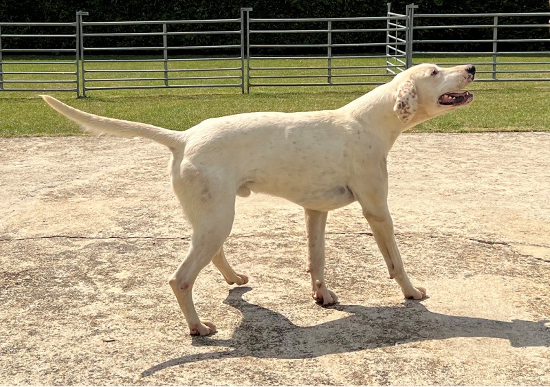 Farrier